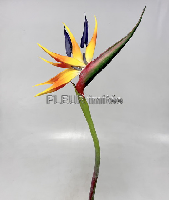 Strelicie 90cm 24/144