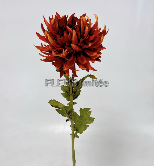 Chryzantema x1 60cm 24/240