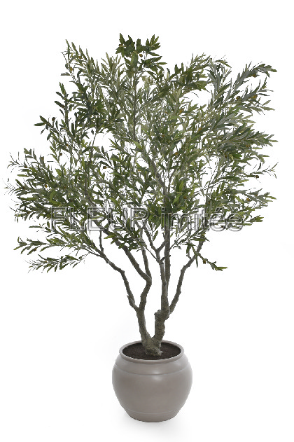 Oliva strom 250cm  vč.květníku1/2