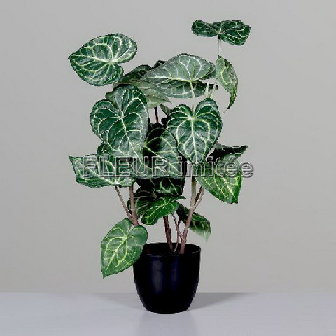 Anturie 56cm 6/30